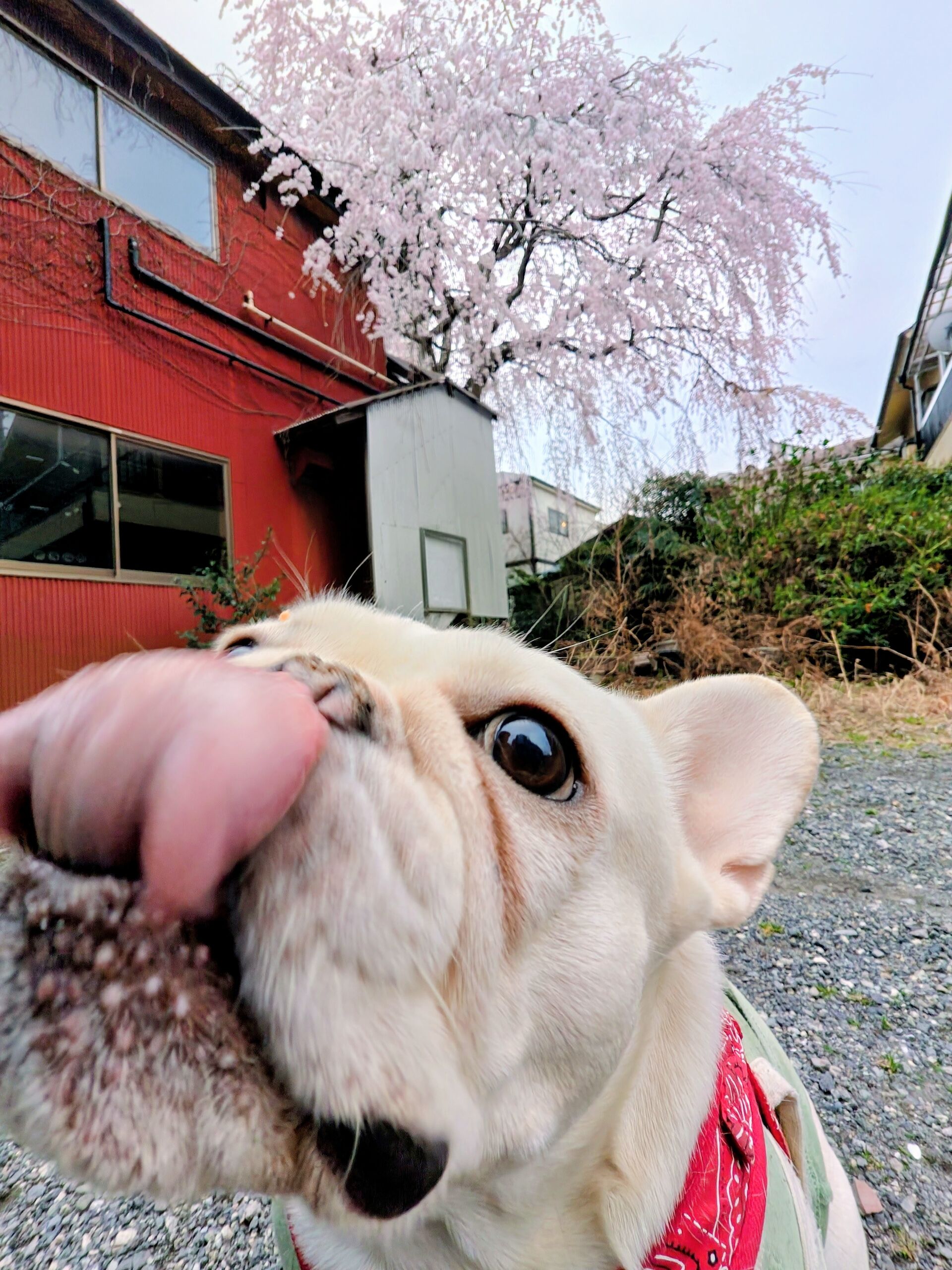 フレブルと桜🌸