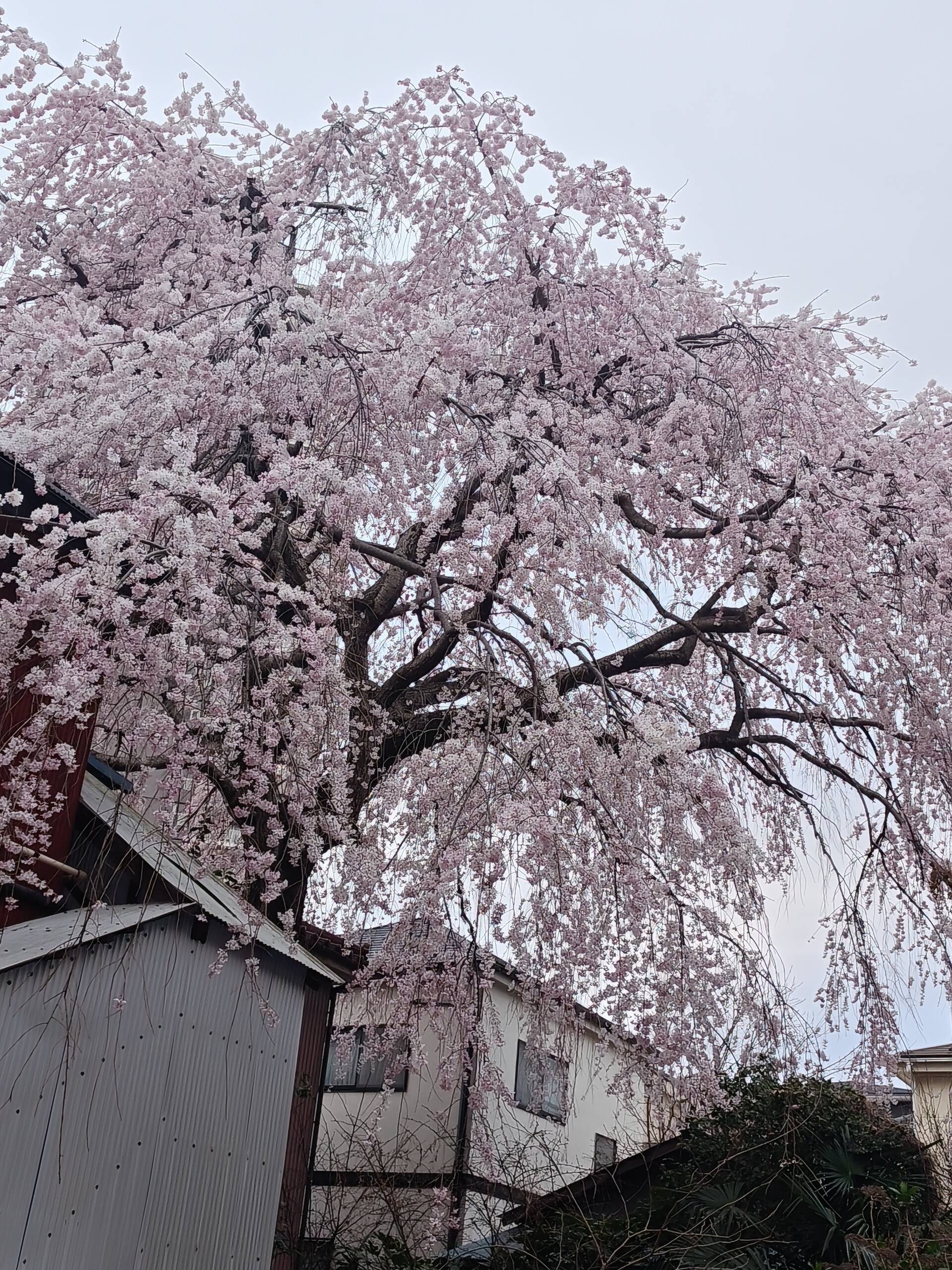 フレブルと桜🌸